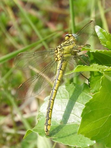 Réf. 184 146 : Gomphus simillimus